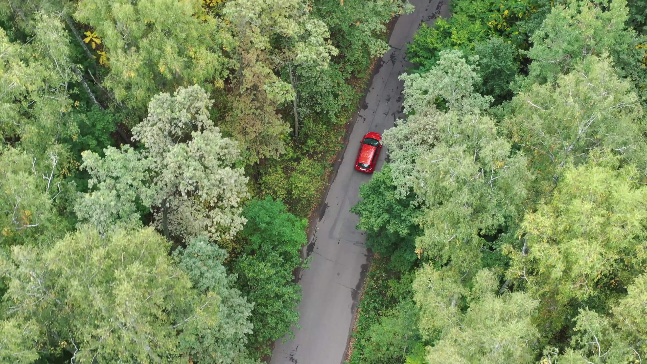 view of car driving through forest